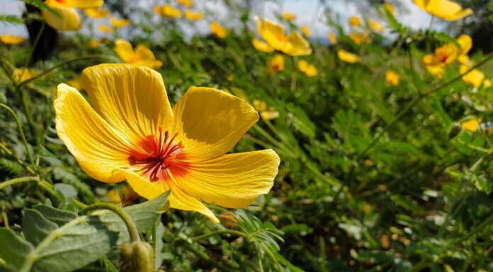 8 piante autoctone in Arizona
