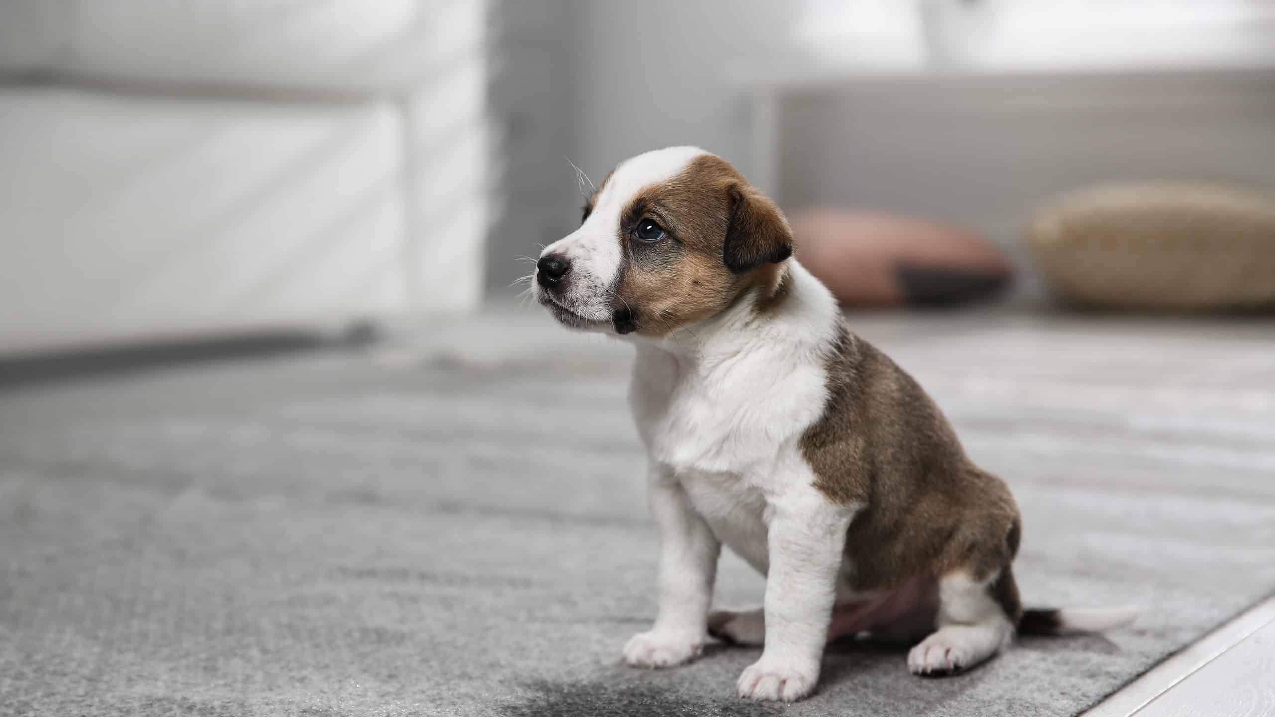 Questo è il motivo per cui il tuo cane fa così tanto pipì quando è eccitato
