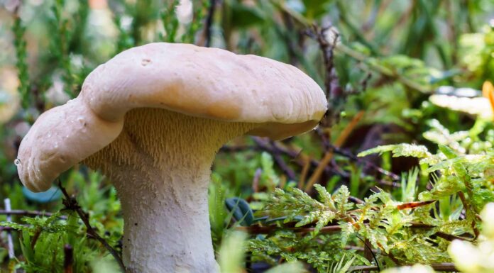 Funghi ricci: una guida completa
