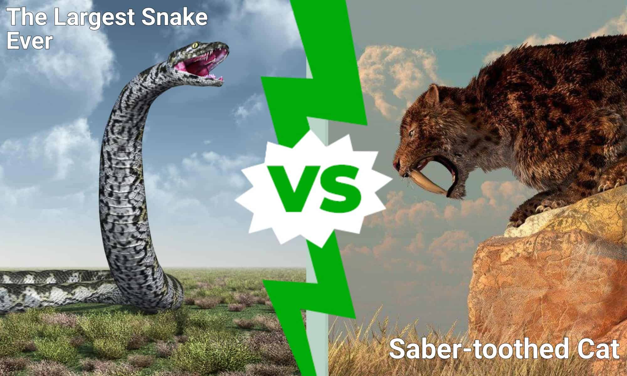 Battaglie epiche: il serpente più grande di sempre contro un gatto dai denti a sciabola