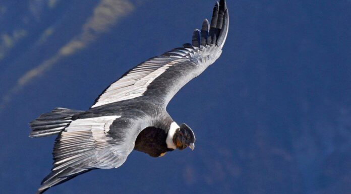 Scopri L'uccello nazionale del Cile
