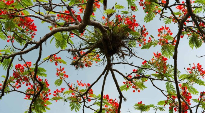 15 fiori più belli originari di Porto Rico
