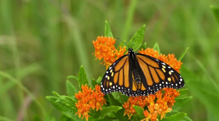 8 piante autoctone in Virginia
