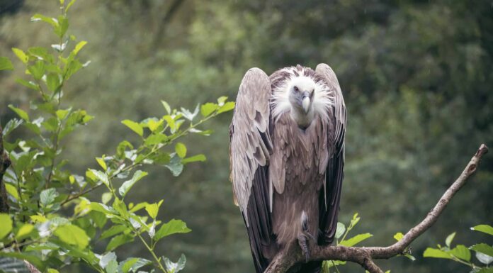 Gli uccelli più comuni che mangiano animali morti

