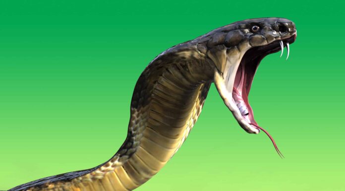 Guarda Pure Nightmare Fuel mentre l'uomo trova un cobra nella sua toilette
