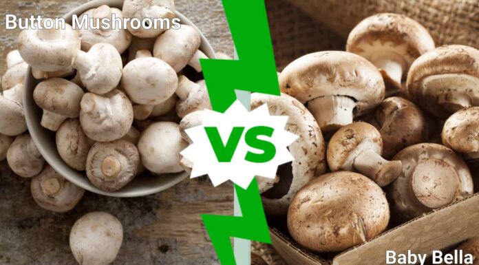 Funghi Bottoni contro Funghi Baby Bella
