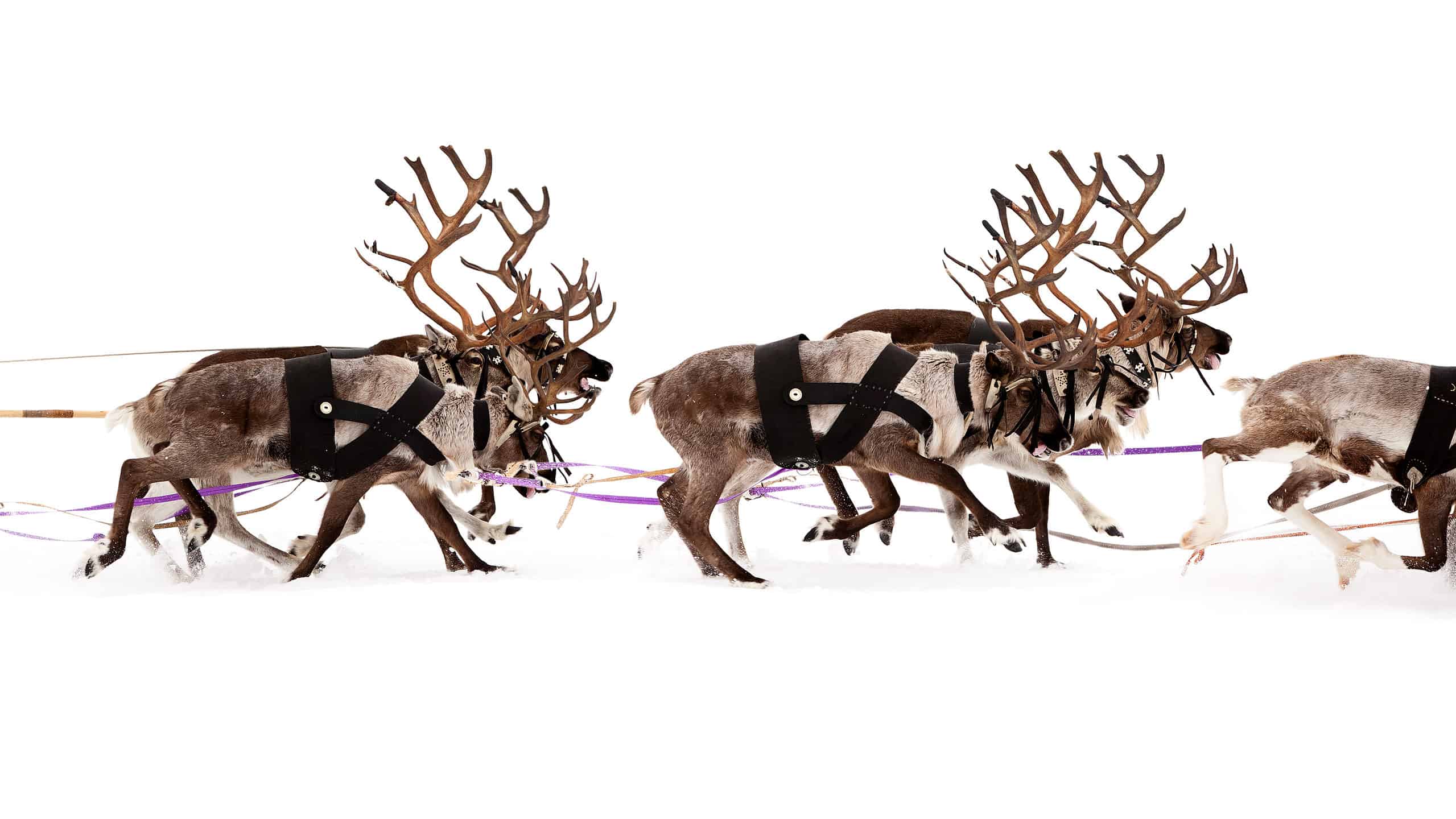 Guarda Un uomo fortunato fare un magico giro in slitta trainata da renne