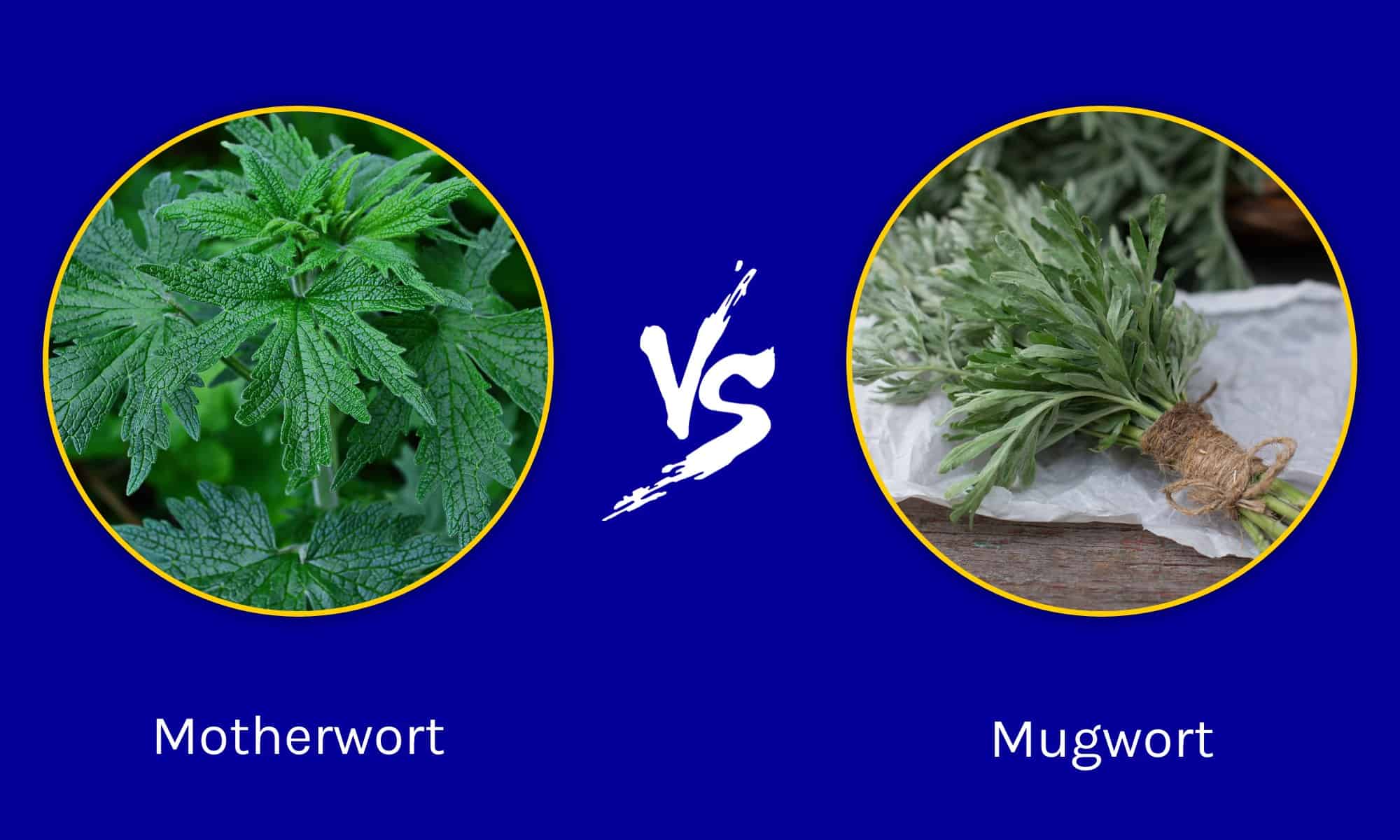 Motherwort vs Artemisia: quali sono le differenze?