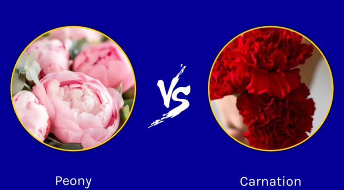 Peonie contro garofani
