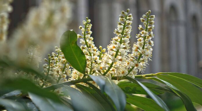 English Laurel vs. Cherry Laurel: qual è la differenza?
