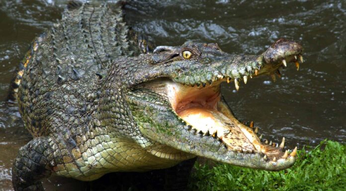 Questo video di un coccodrillo in carica ti farà saltare
