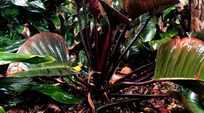  Filodendro rosso imperiale vs.  rosso congo
