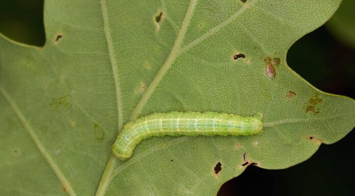 La tua pelle striscia quando vedi questi 10 insetti che sembrano millepiedi
