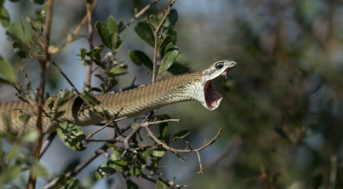 La famiglia scopre un serpente mortale che vive nel loro albero di Natale
