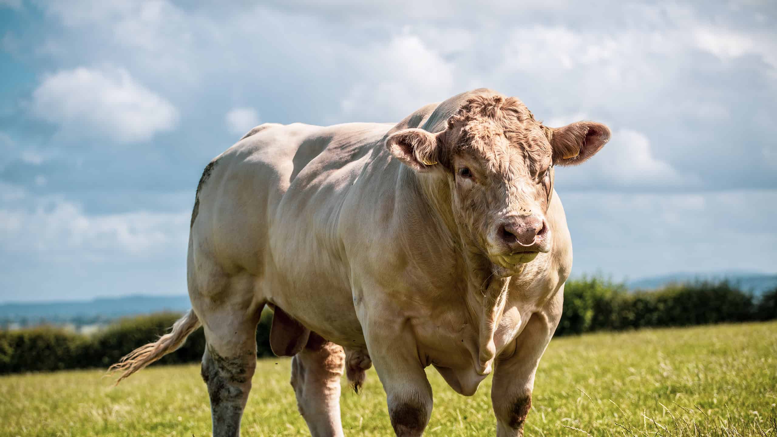 Questo toro albino delle dimensioni di Hulk è grande come un rinoceronte