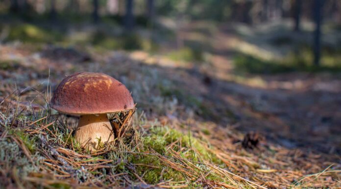Funghi porcini: una guida completa
