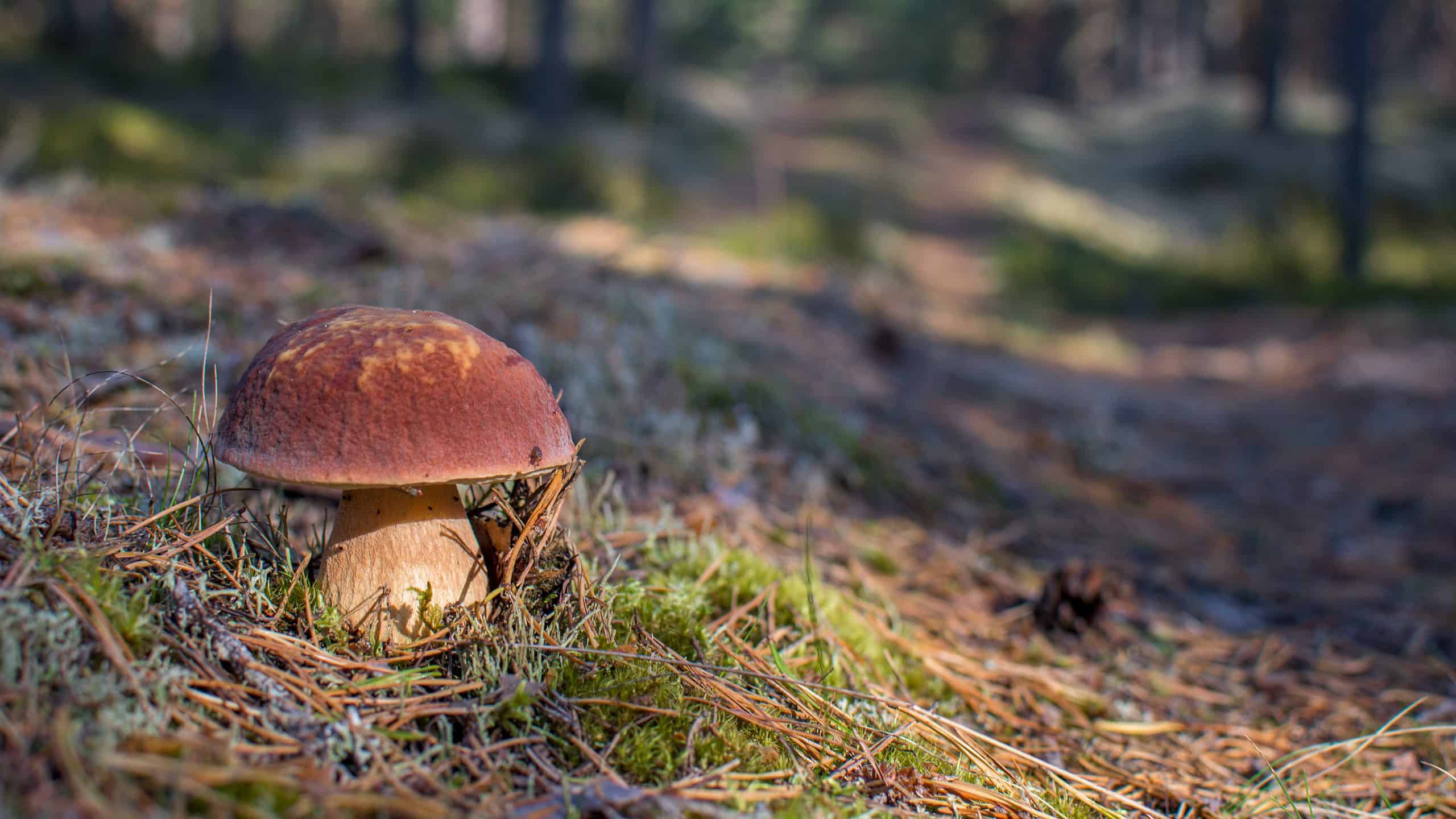 Funghi porcini: una guida completa