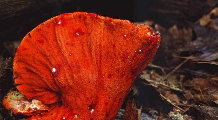 Funghi di aragosta: una guida completa
