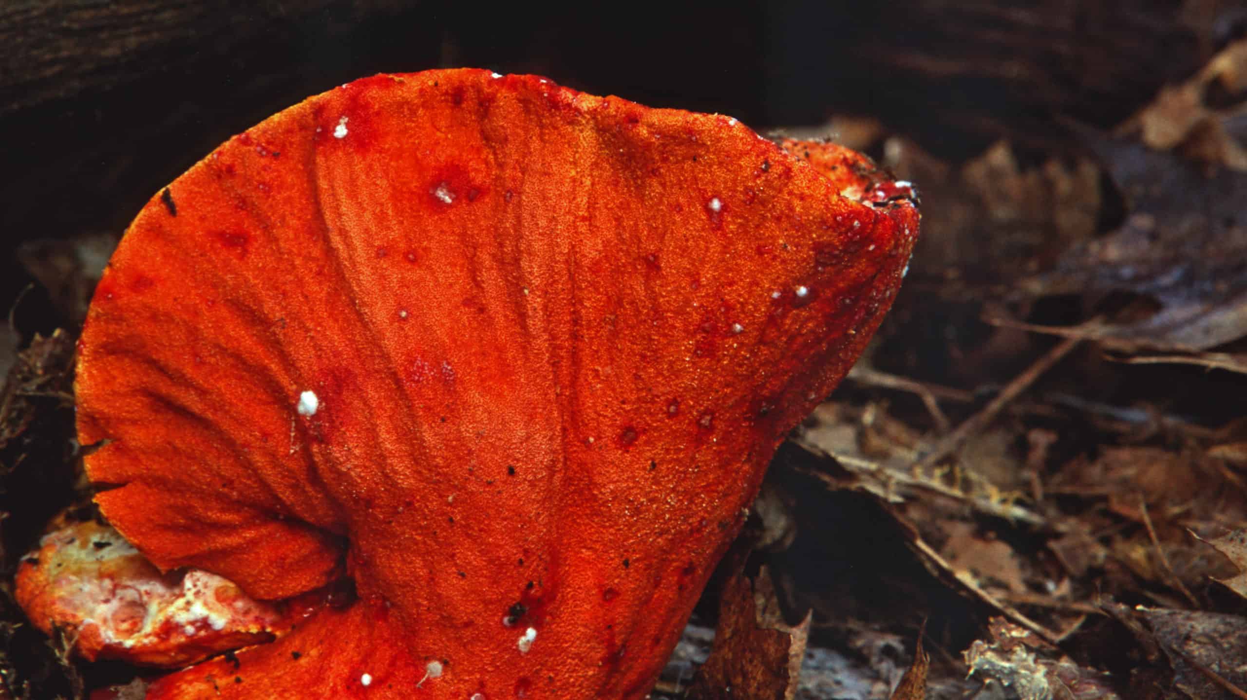 Funghi di aragosta: una guida completa