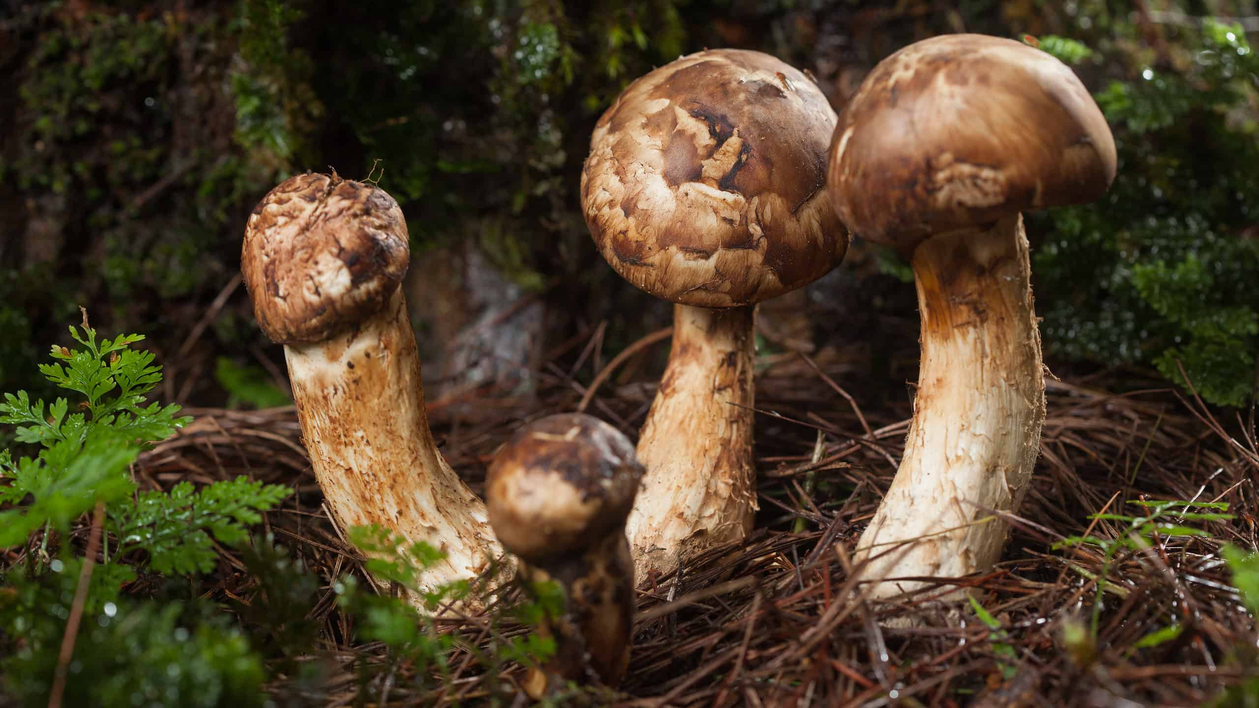 Funghi Matsutake: una guida completa