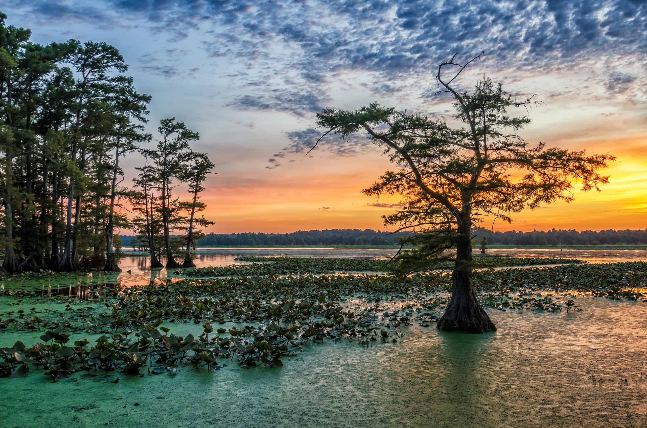 15 bellissimi alberi originari della Louisiana