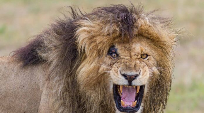 Questo leone maschio dice 