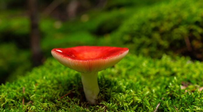 Funghi Russula: una guida completa

