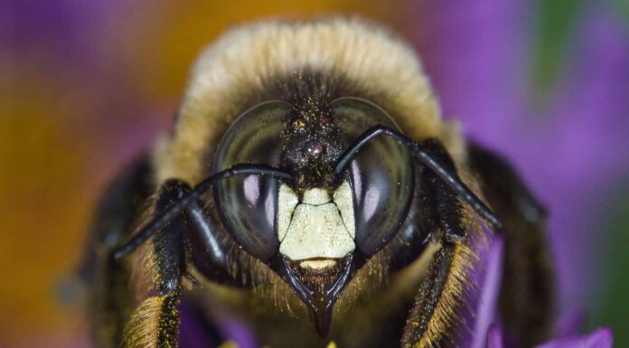 5 insetti comuni che sembrano termiti (e come individuare la differenza)
