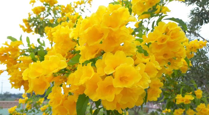 10 piante autoctone in Texas
