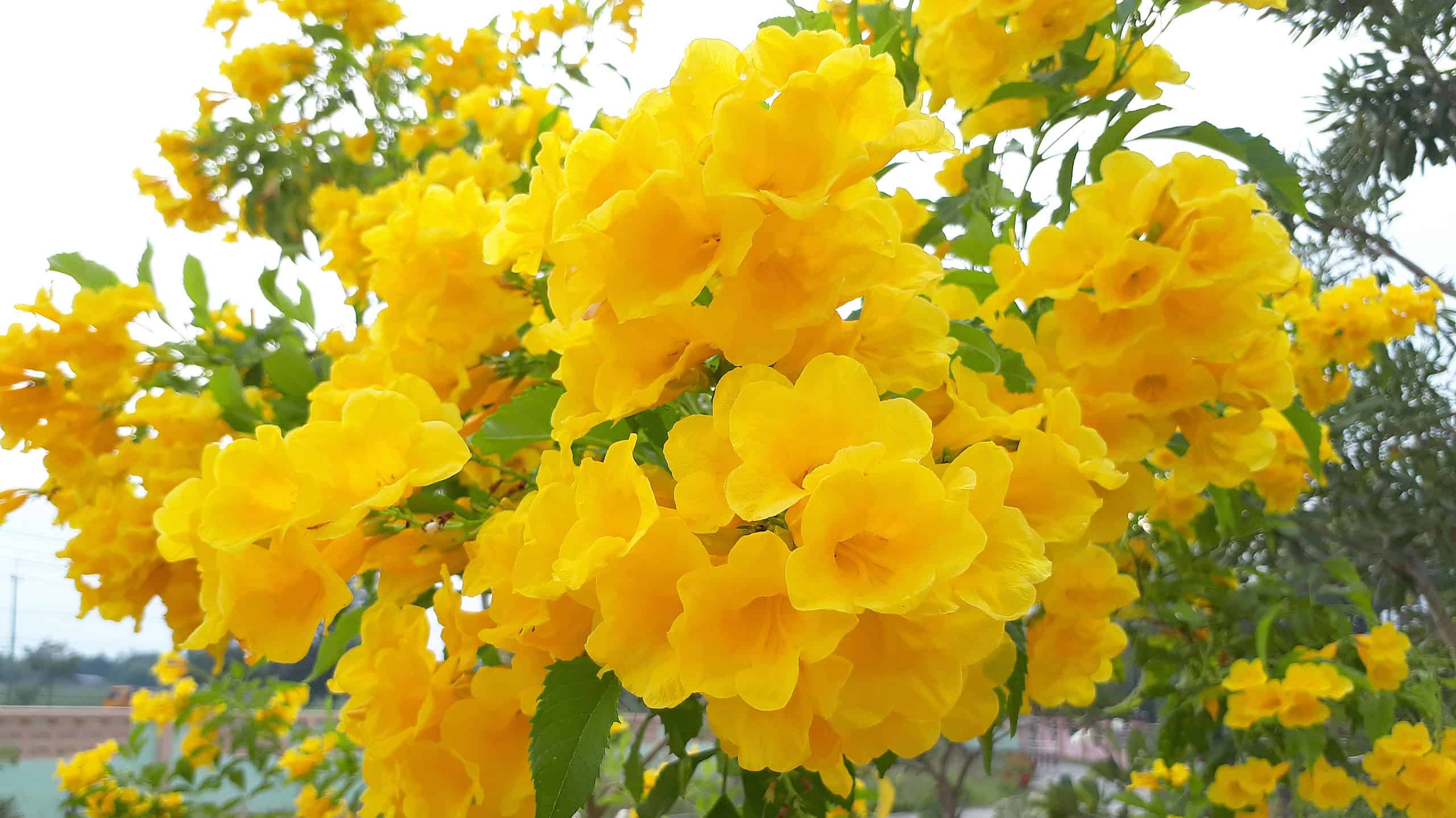 10 piante autoctone in Texas