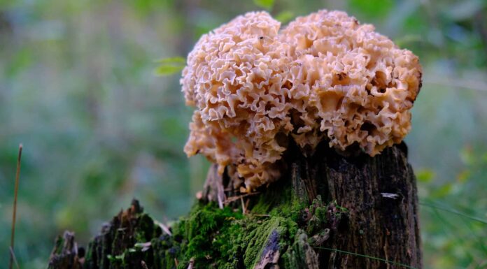 Funghi di cavolfiore: una guida completa
