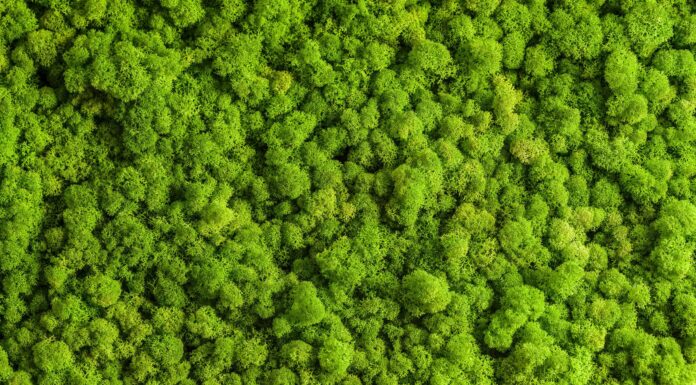 Cos'è il muschio di renna?
