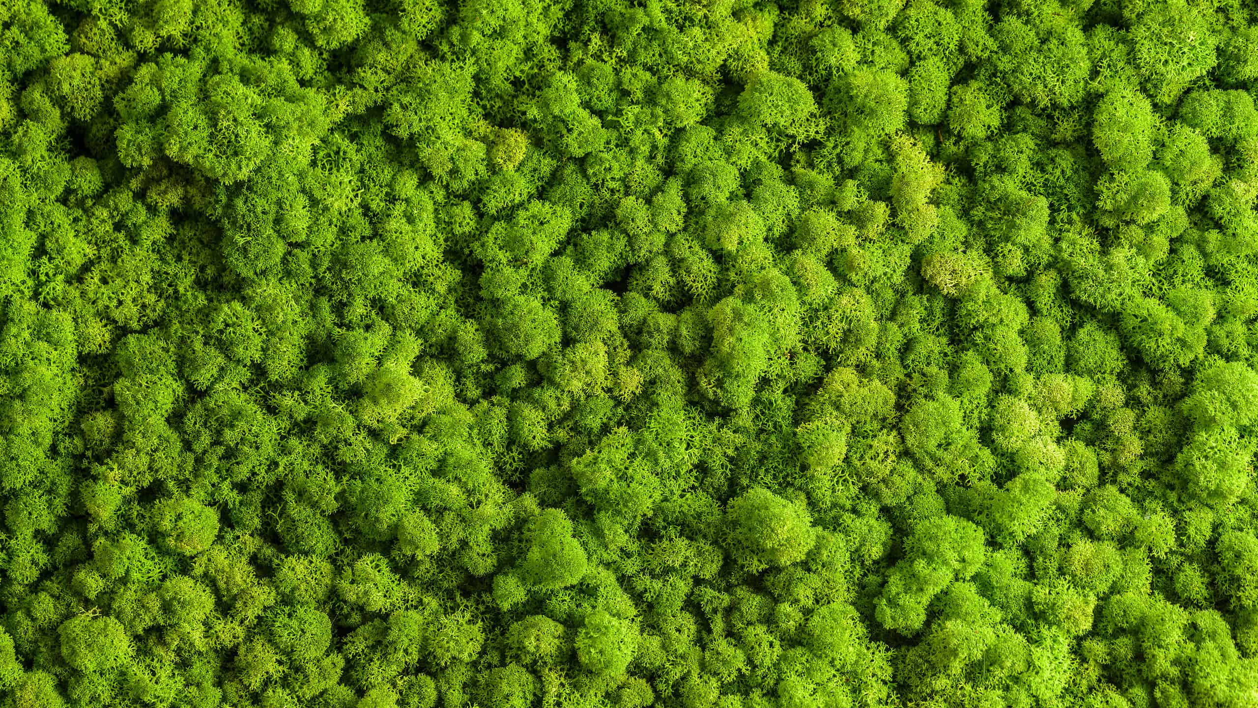 Cos'è il muschio di renna?