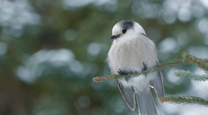La ghiandaia grigia: uccello nazionale del Canada
