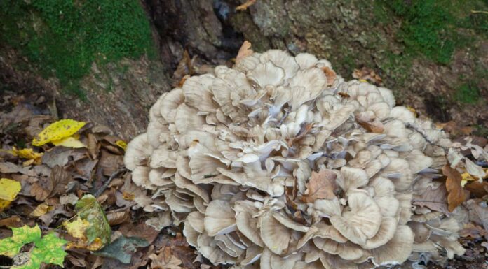 Funghi gallina di bosco: una guida completa
