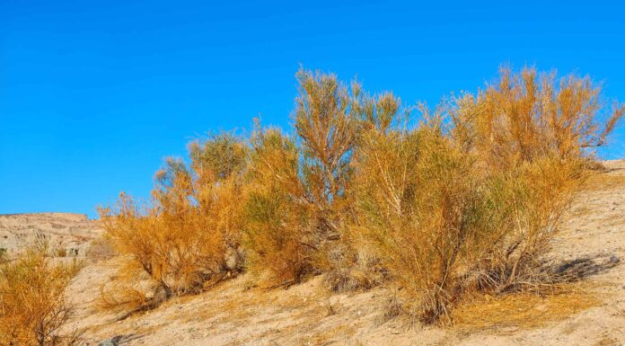 9 piante autoctone in California
