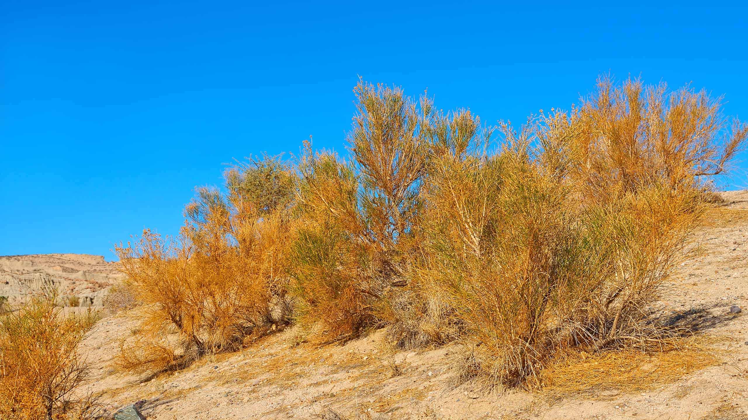 9 piante autoctone in California
