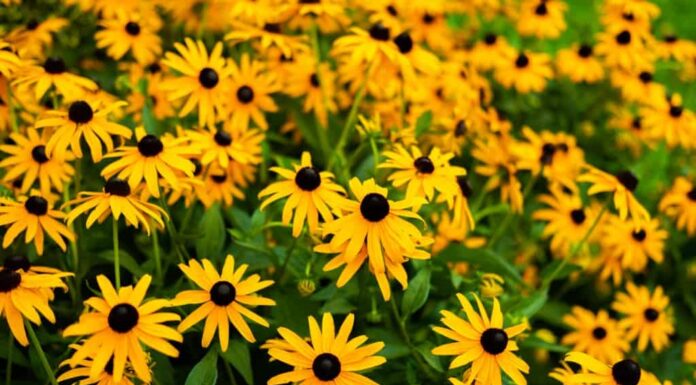 Cosa devono sapere i giardinieri del Connecticut questa primavera
