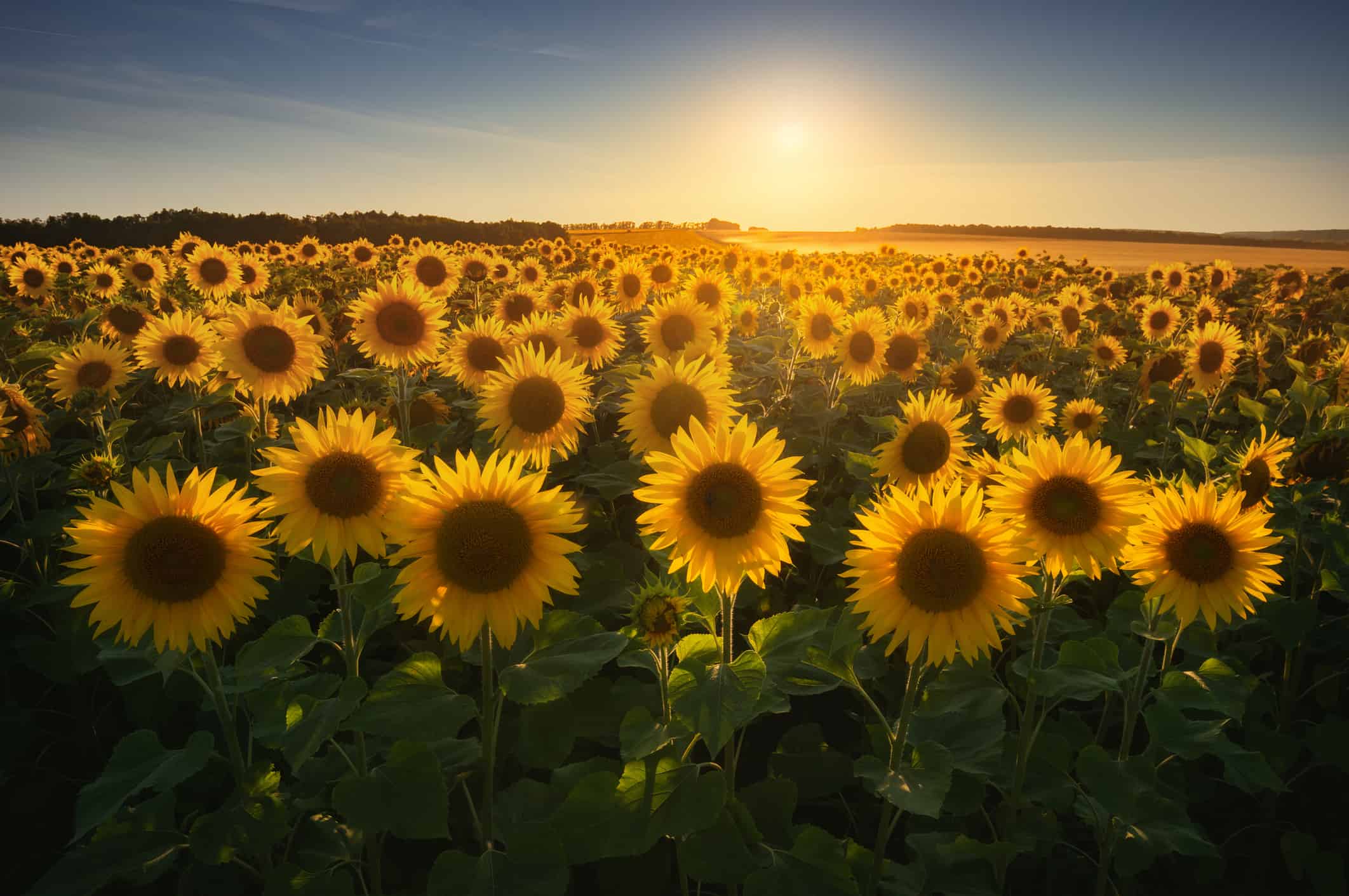 I 6 migliori girasoli perenni che tornano ogni anno