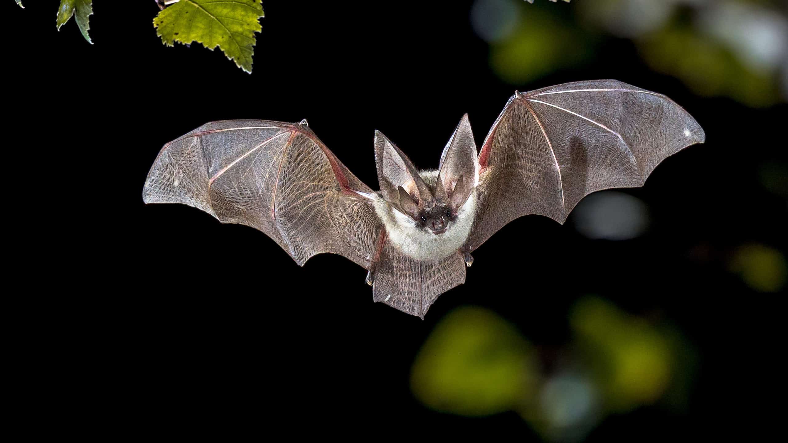 10 tipi di pipistrelli negli Stati Uniti che sono in pericolo