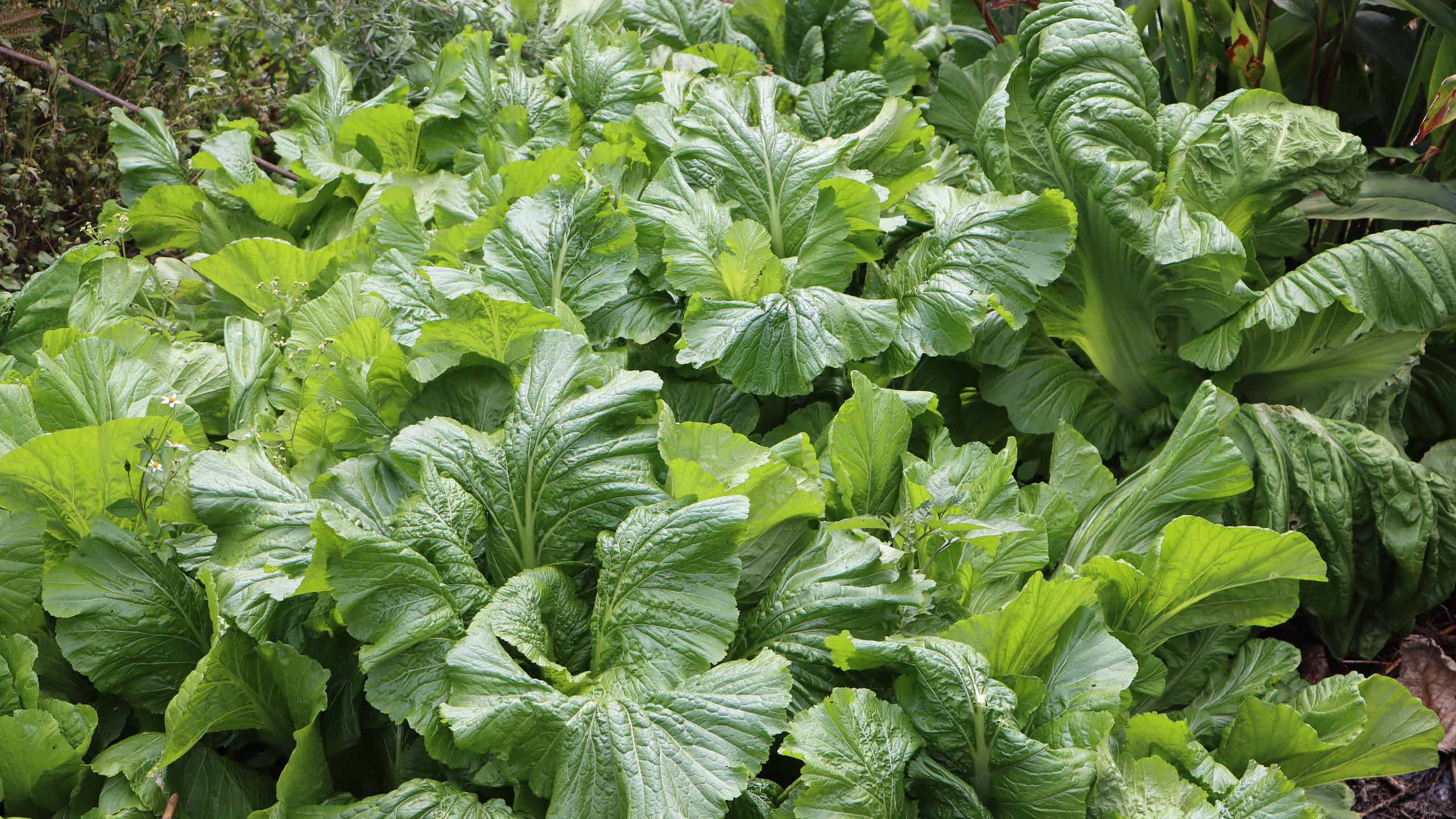 Senape verde contro cavolo: qual è la differenza?