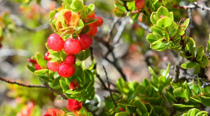 9 piante native delle Hawaii
