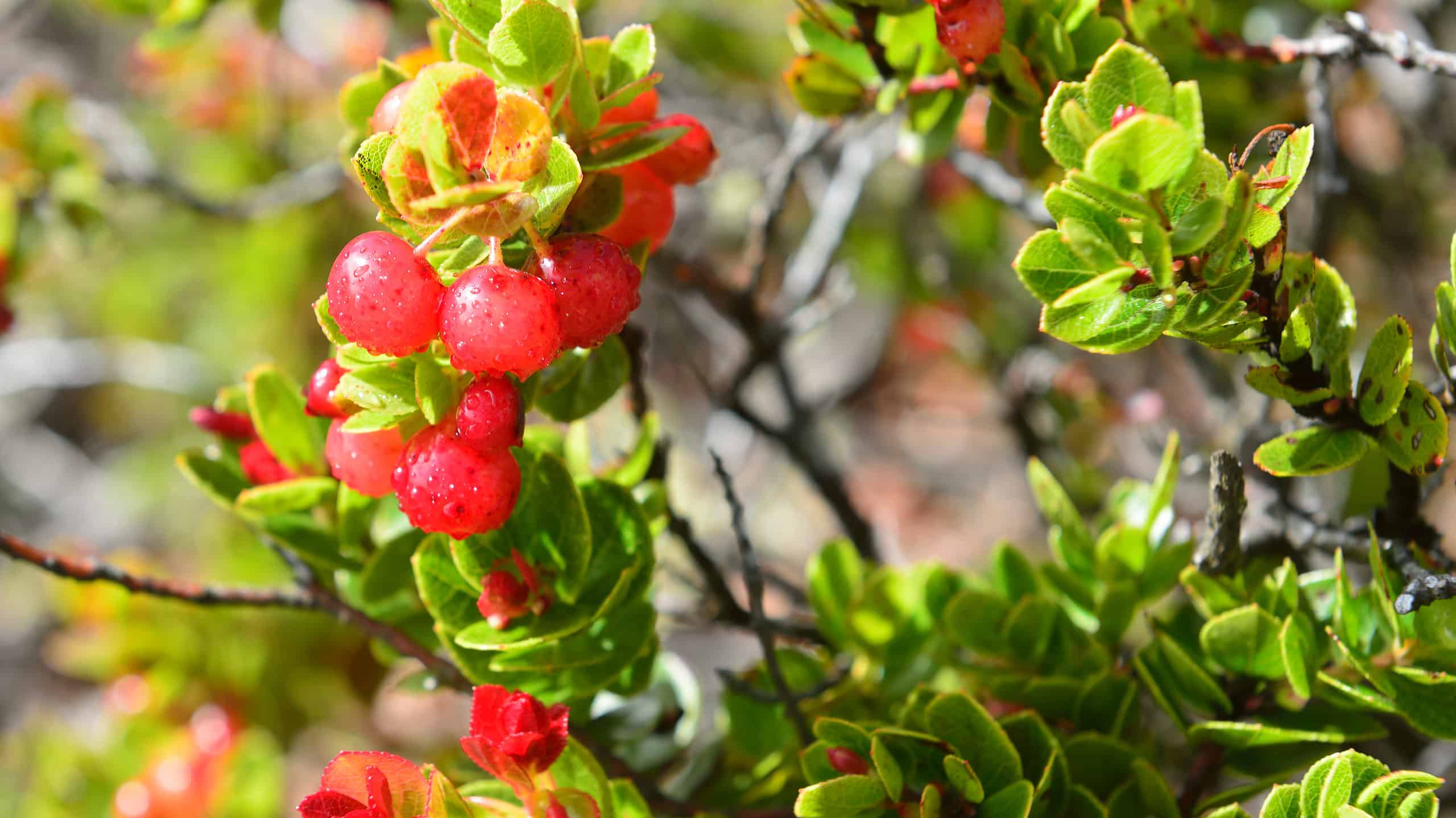 9 piante native delle Hawaii