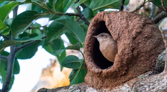 Il Rufous Hornero: L'uccello nazionale dell'Argentina
