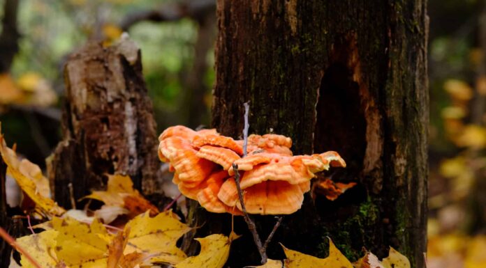 Funghi Chicken of the Woods: una guida completa
