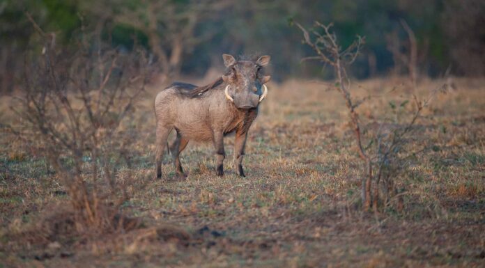 Il facocero incontra due leoni adulti e se ne va in un lampo

