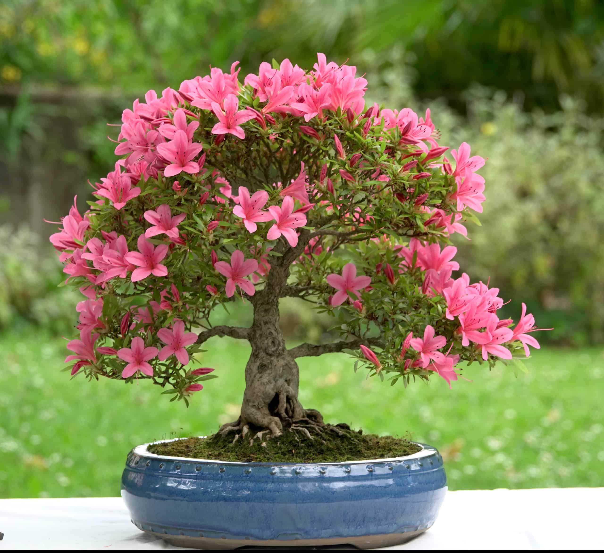 Stili bonsai: tutto ciò che devi sapere