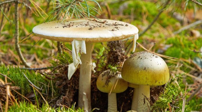 Funghi Death Cap: una guida completa
