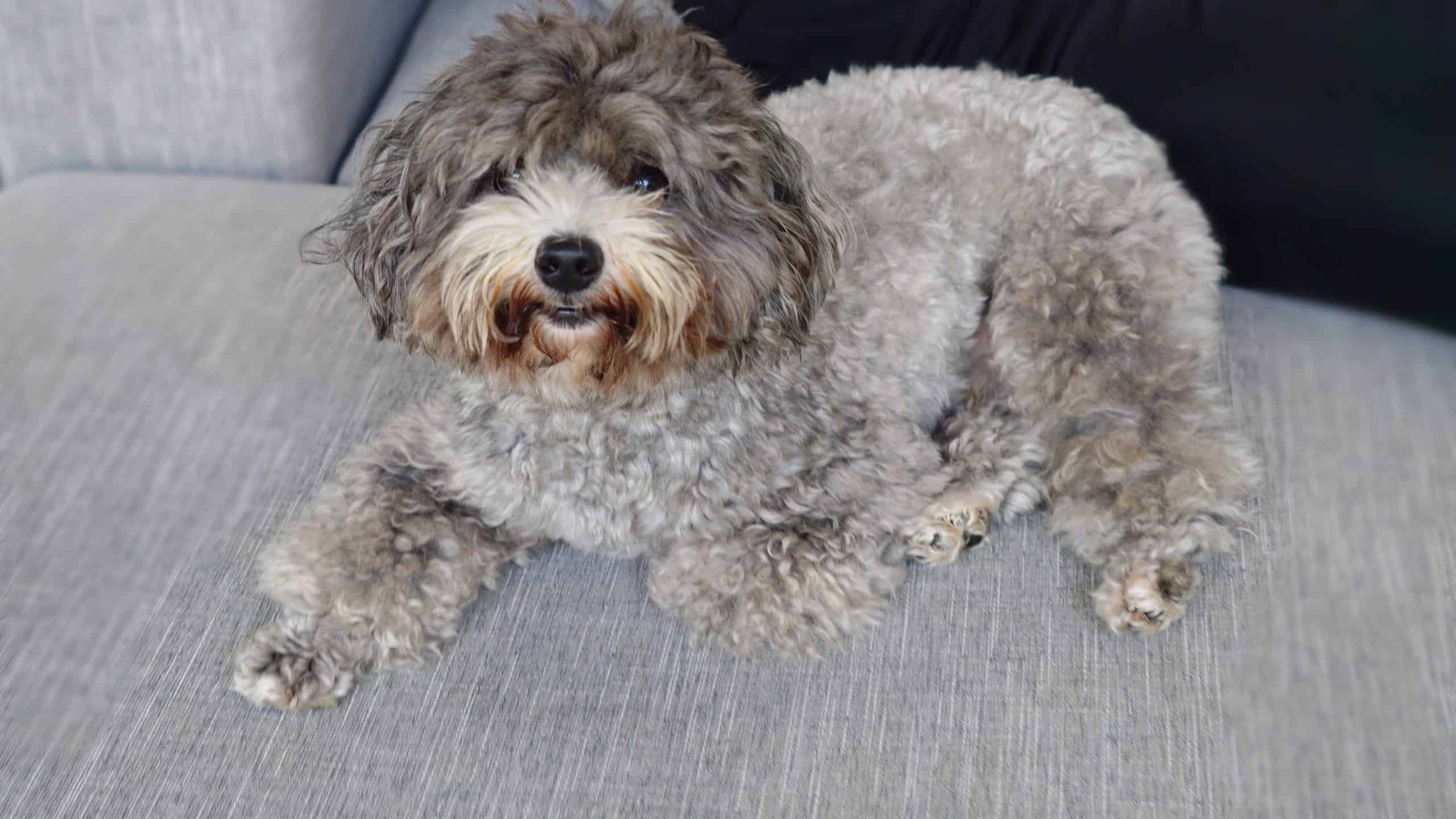 12 cani da tè che non perdono il pelo