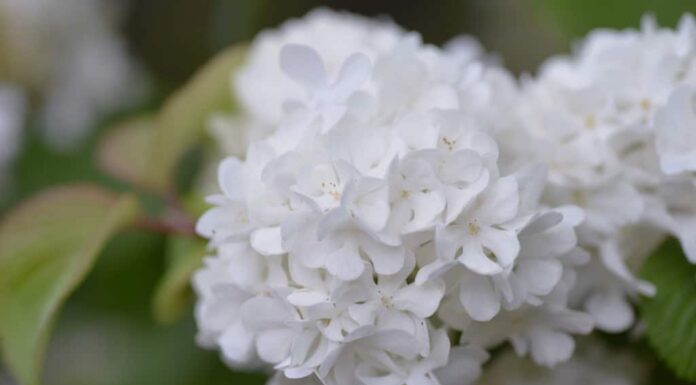 Palla di neve giapponese contro palla di neve cinese: notevoli differenze
